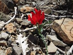 لاله خط دار